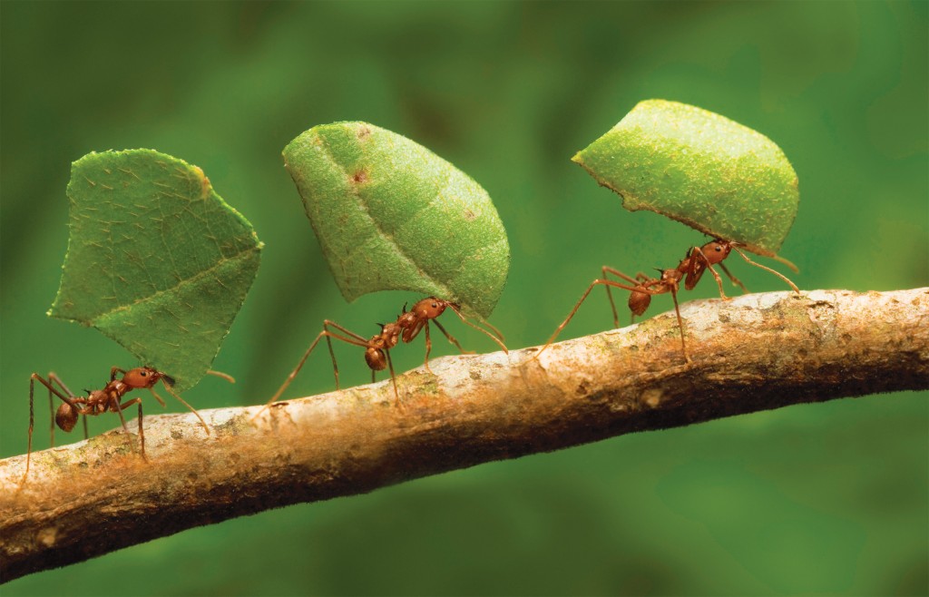 formigas trabalhando em equipe